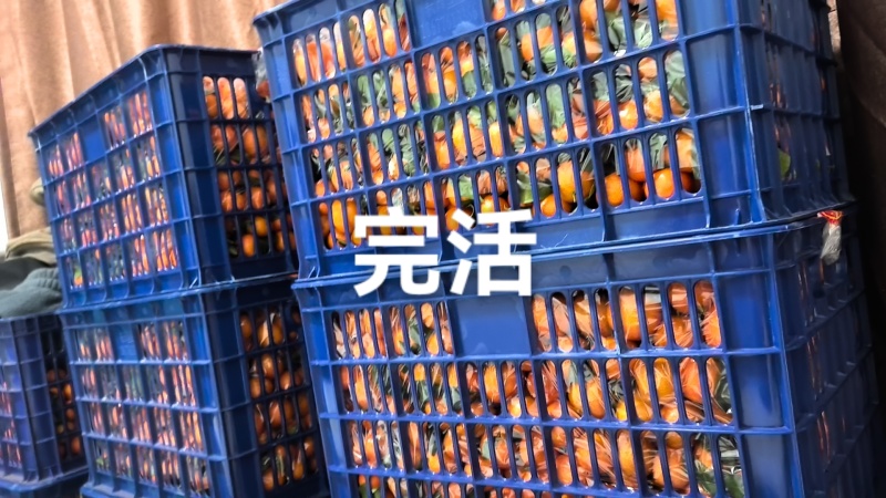 冰糖橙，沙糖桔批发