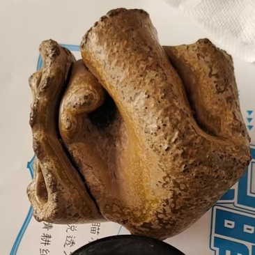 羊黄羊结石