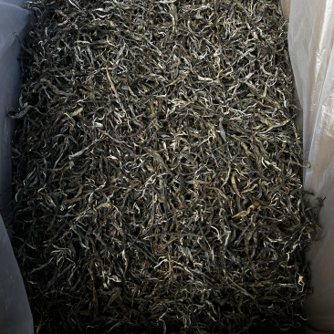普洱毛茶