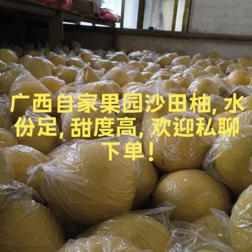 广西山地老树沙田柚