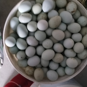 我想卖咸鸭咸鹅土老公鸡老母鸡桃子