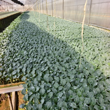 青花蔬菜苗雅翠226