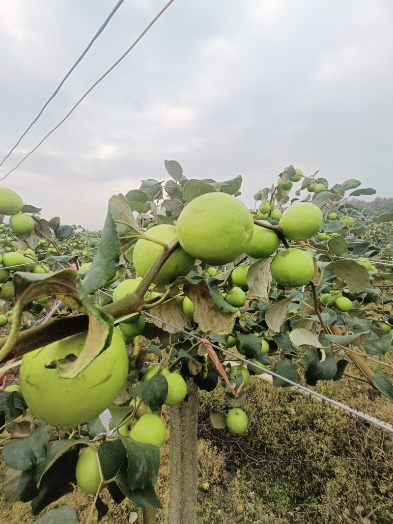 苹果牛奶枣100g以上