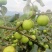 苹果牛奶枣100g以上