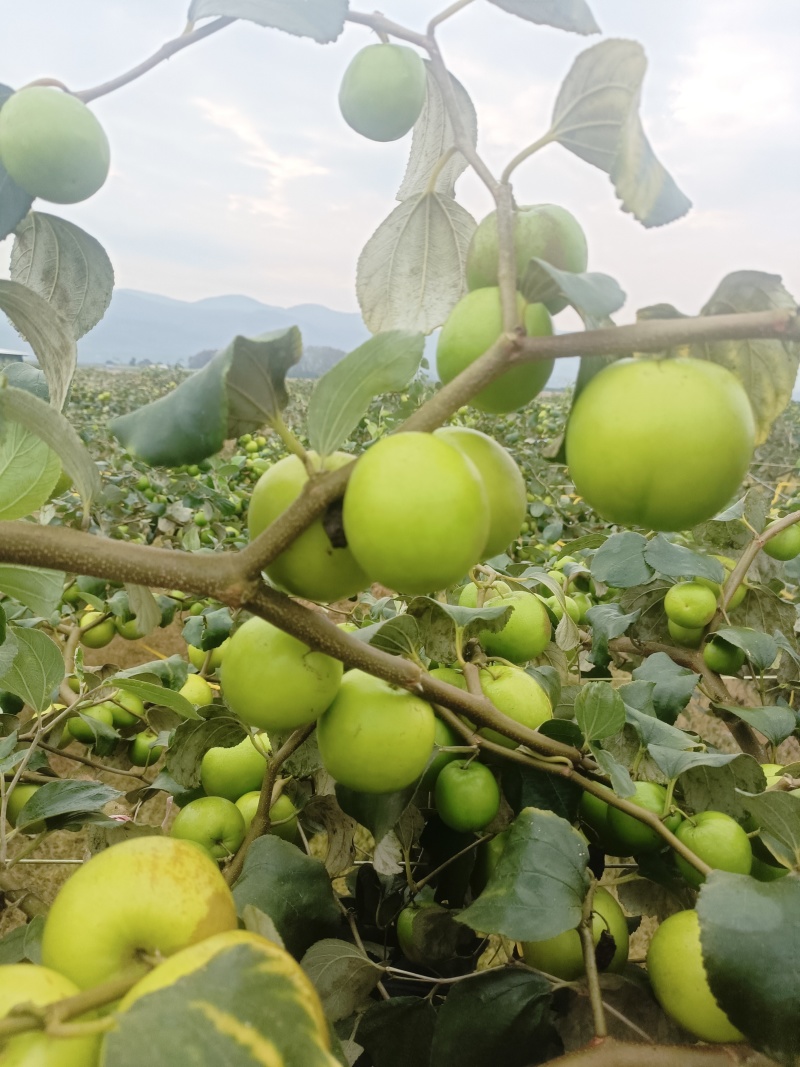 苹果牛奶枣100g以上