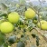 苹果牛奶枣100g以上
