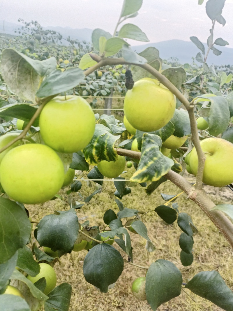 苹果牛奶枣100g以上
