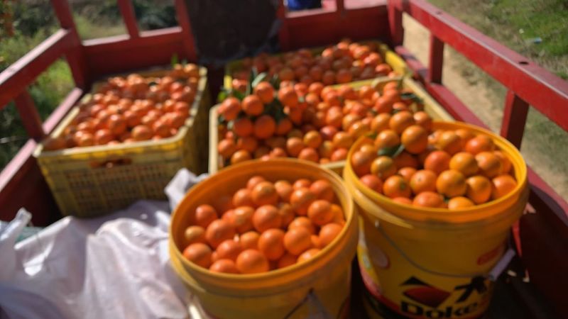 桂林沙糖桔沃柑