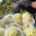 四川深山老树释迦果产地直发一手货源每天现摘现发对接各种