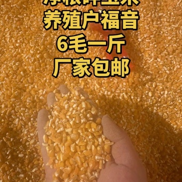 养殖专用碎玉米，无土，无沙，无霉变。0.6元一斤，500斤起