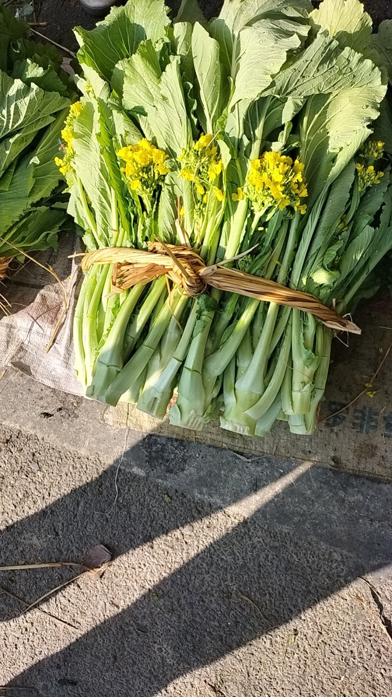 广东省广州市增城区