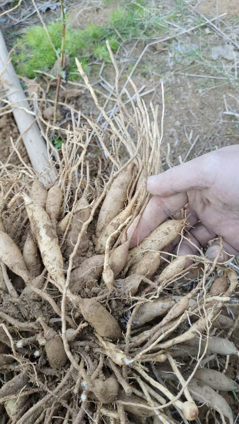 自己家种植20亩生鲜天冬