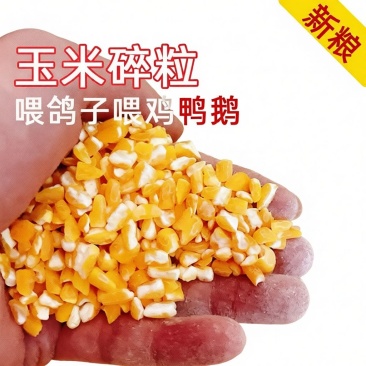 玉米粒碎喂鸡喂鸭喂鹅鸟禽饲料精品原粮谷物家用饲养养殖通用