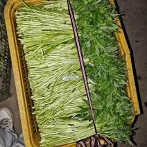 阳新芦蒿