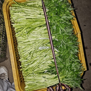 阳新芦蒿