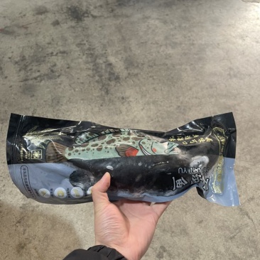 速冻新鲜石斑鱼多规格欢迎咨询！