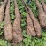 铁棍豆苗40万斤白玉豆苗50亩