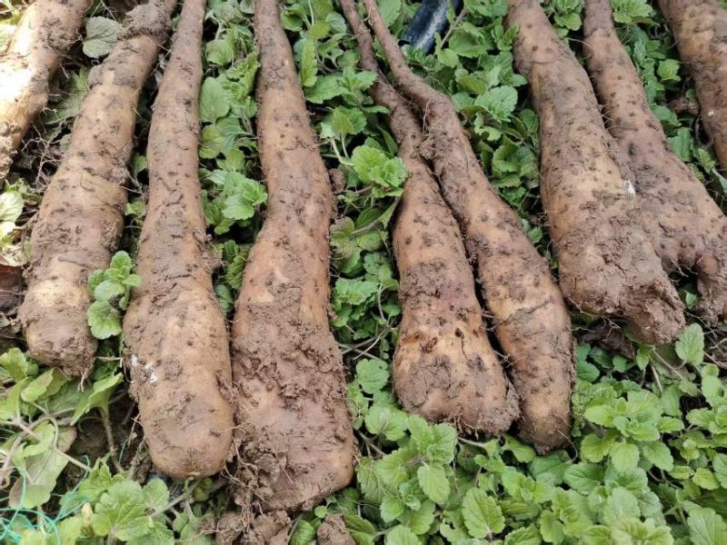 铁棍豆苗40万斤白玉豆苗50亩