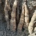 铁棍豆苗40万斤白玉豆苗50亩