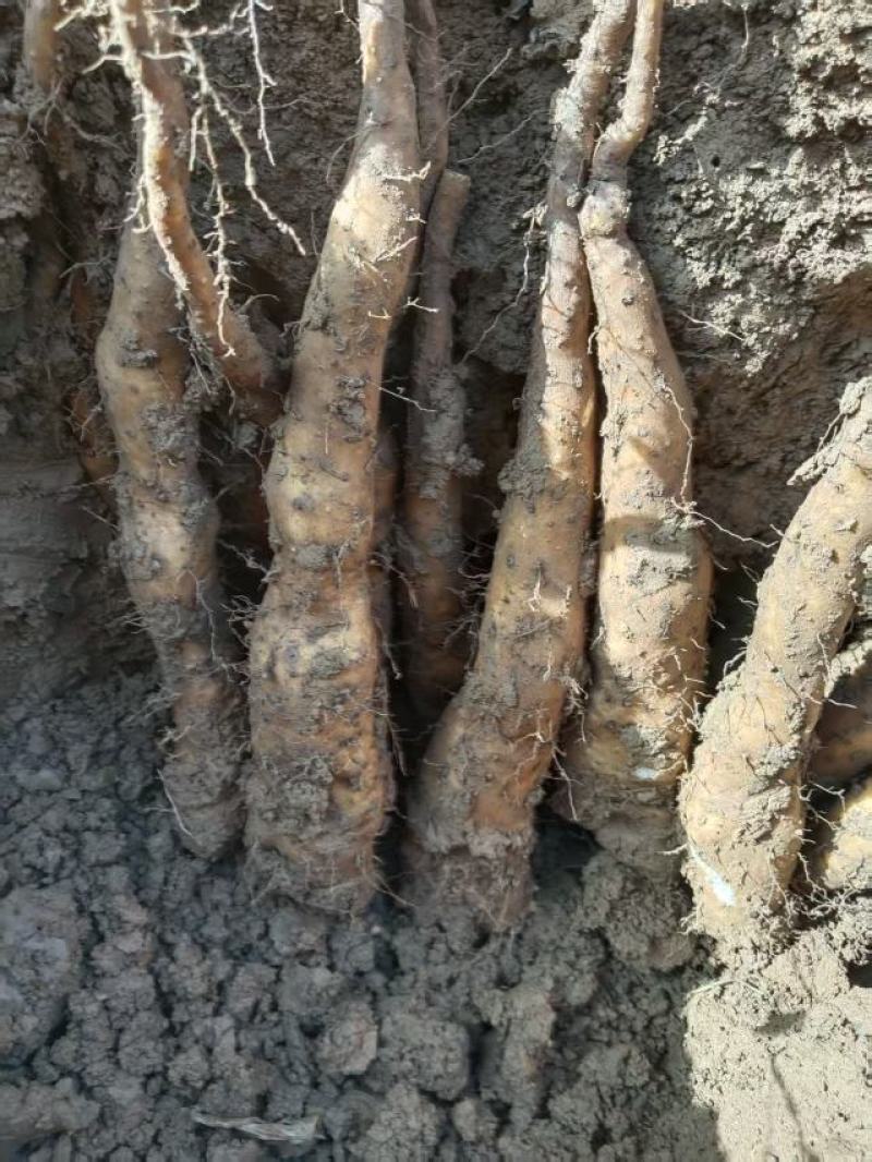 铁棍豆苗40万斤白玉豆苗50亩