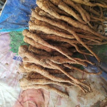 铁棍豆苗40万斤白玉豆苗50亩