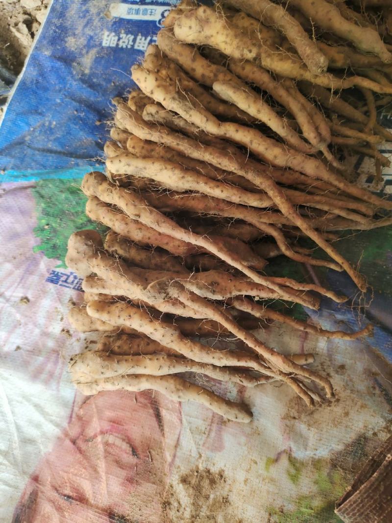 铁棍豆苗40万斤白玉豆苗50亩