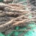 铁棍豆苗40万斤白玉豆苗50亩
