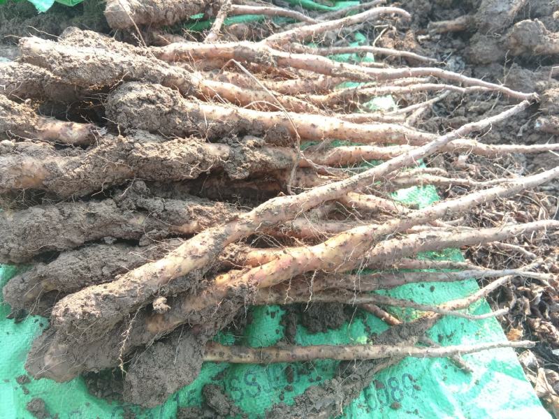 铁棍豆苗40万斤白玉豆苗50亩