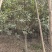 8月桂花树