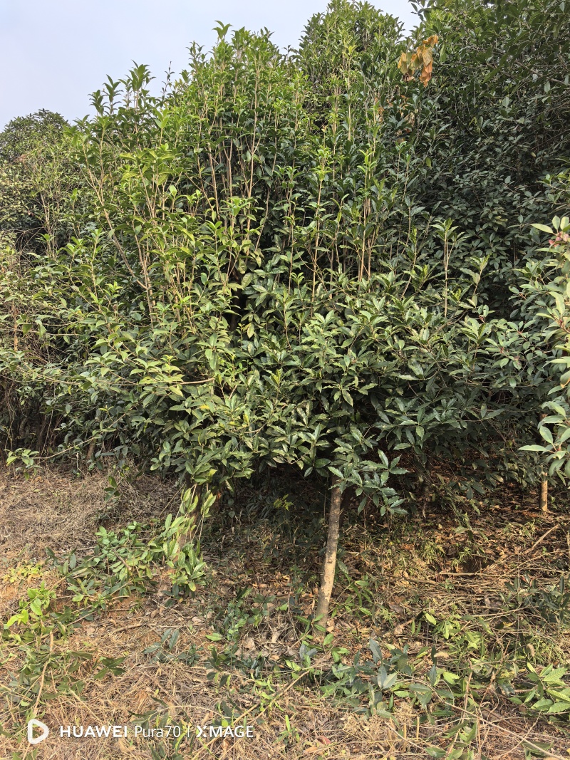 8月桂花树