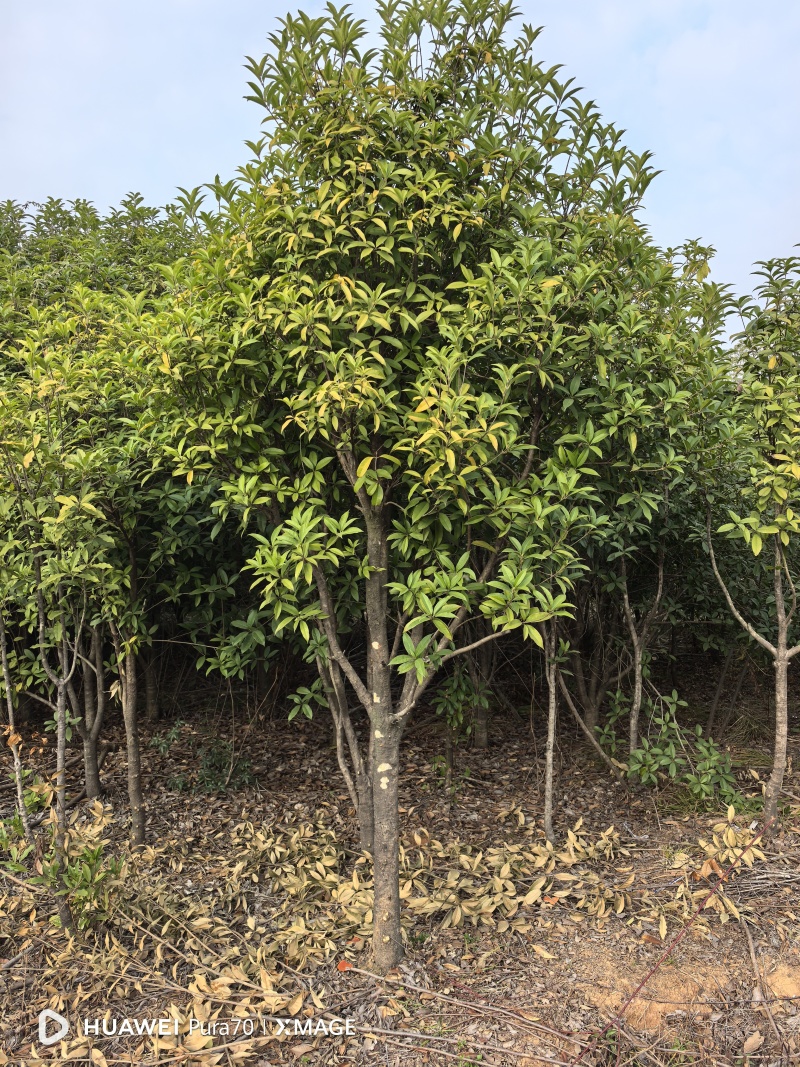 8月桂花树