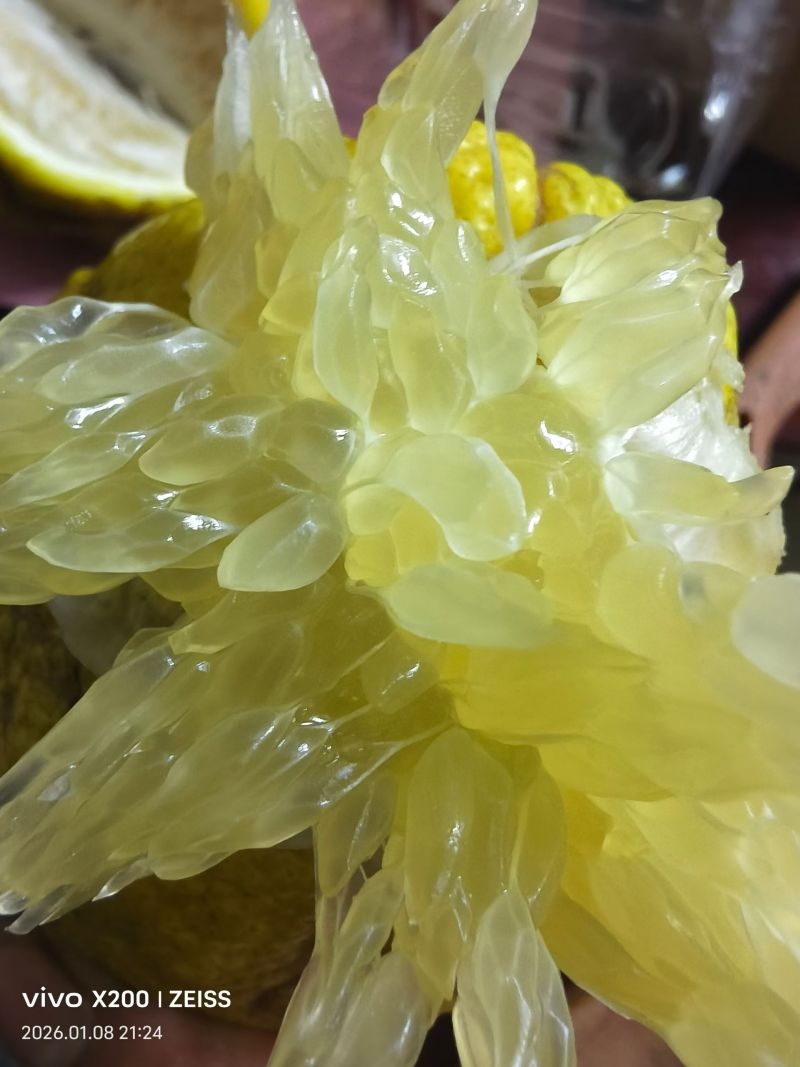 黄金贡柚，脆甜多汁，纯甜无酸！分精品果和普通果