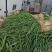 河南许昌禹州市红根蒜苗