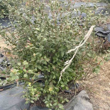 蓝莓树，5-10年，品种：灿烂和蓝月