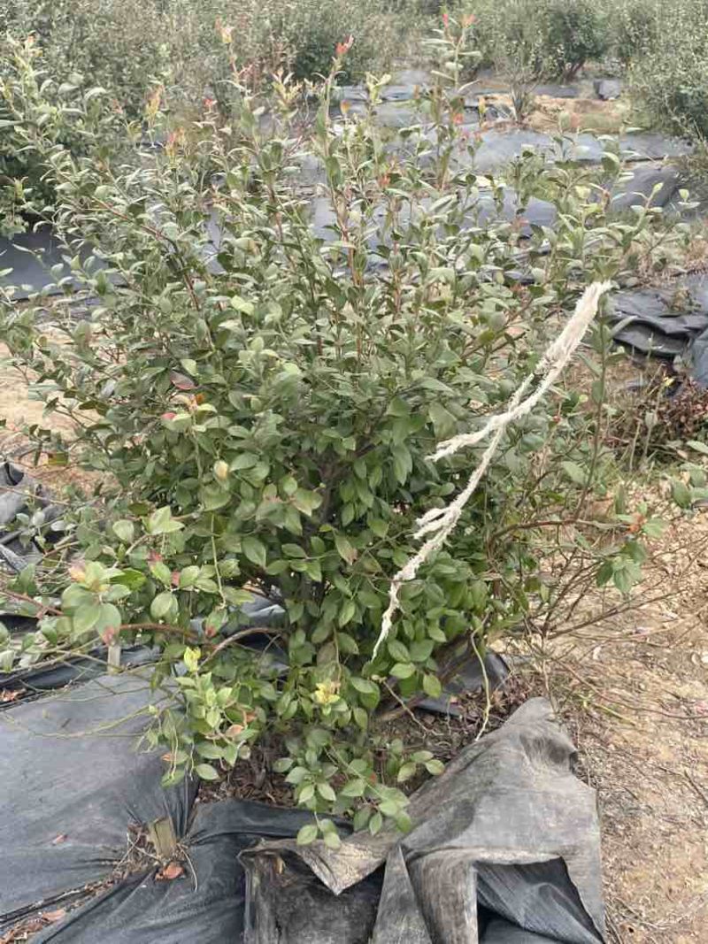 蓝莓树，5-10年，品种：灿烂和蓝月