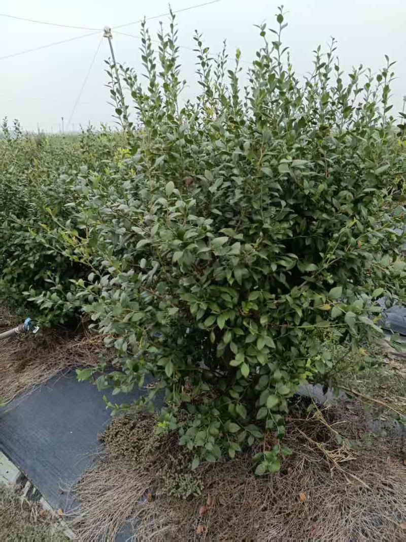 蓝莓树，5-10年，品种：灿烂和蓝月