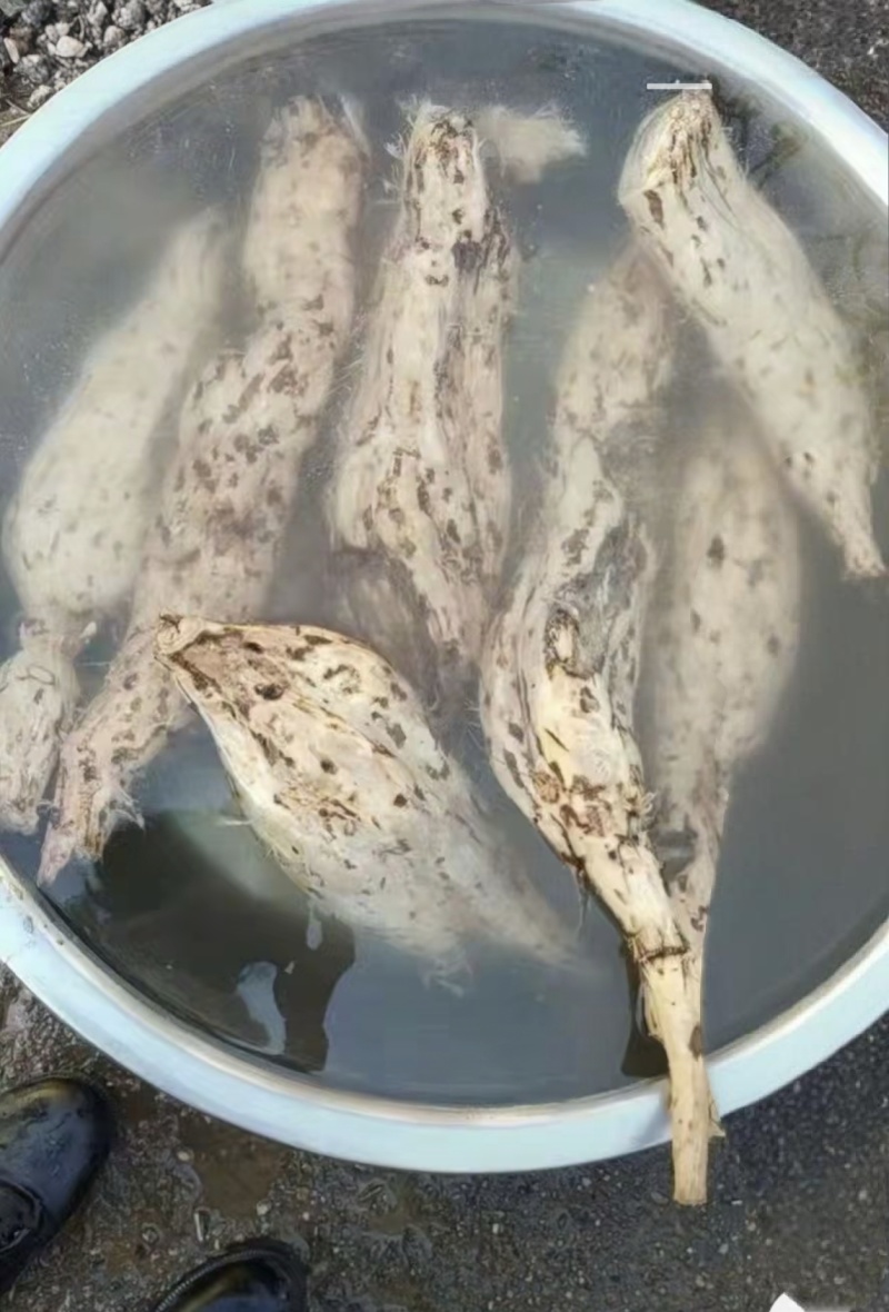 野生葛根粉