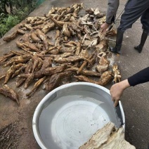 野生葛根粉