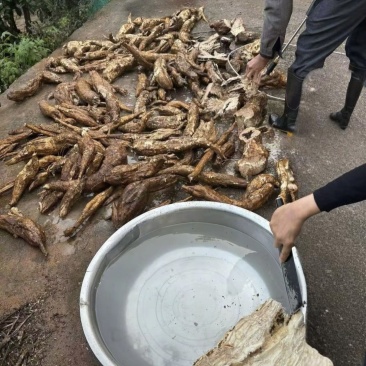 野生葛根粉