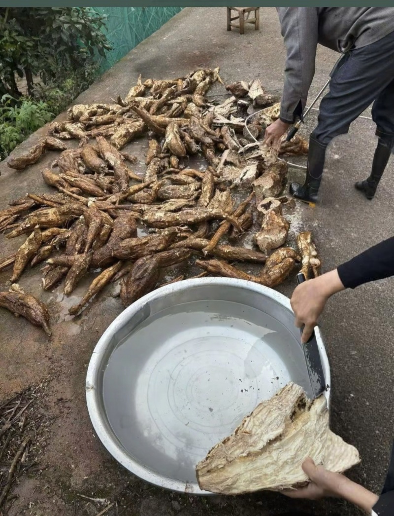 野生葛根粉
