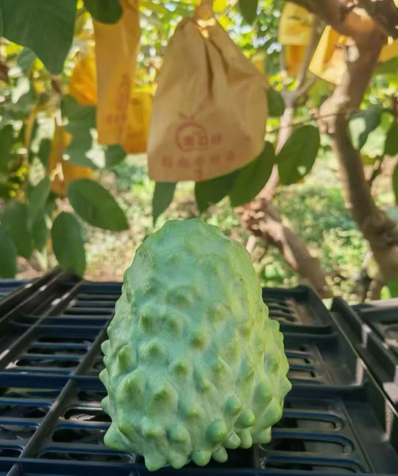 释咖果