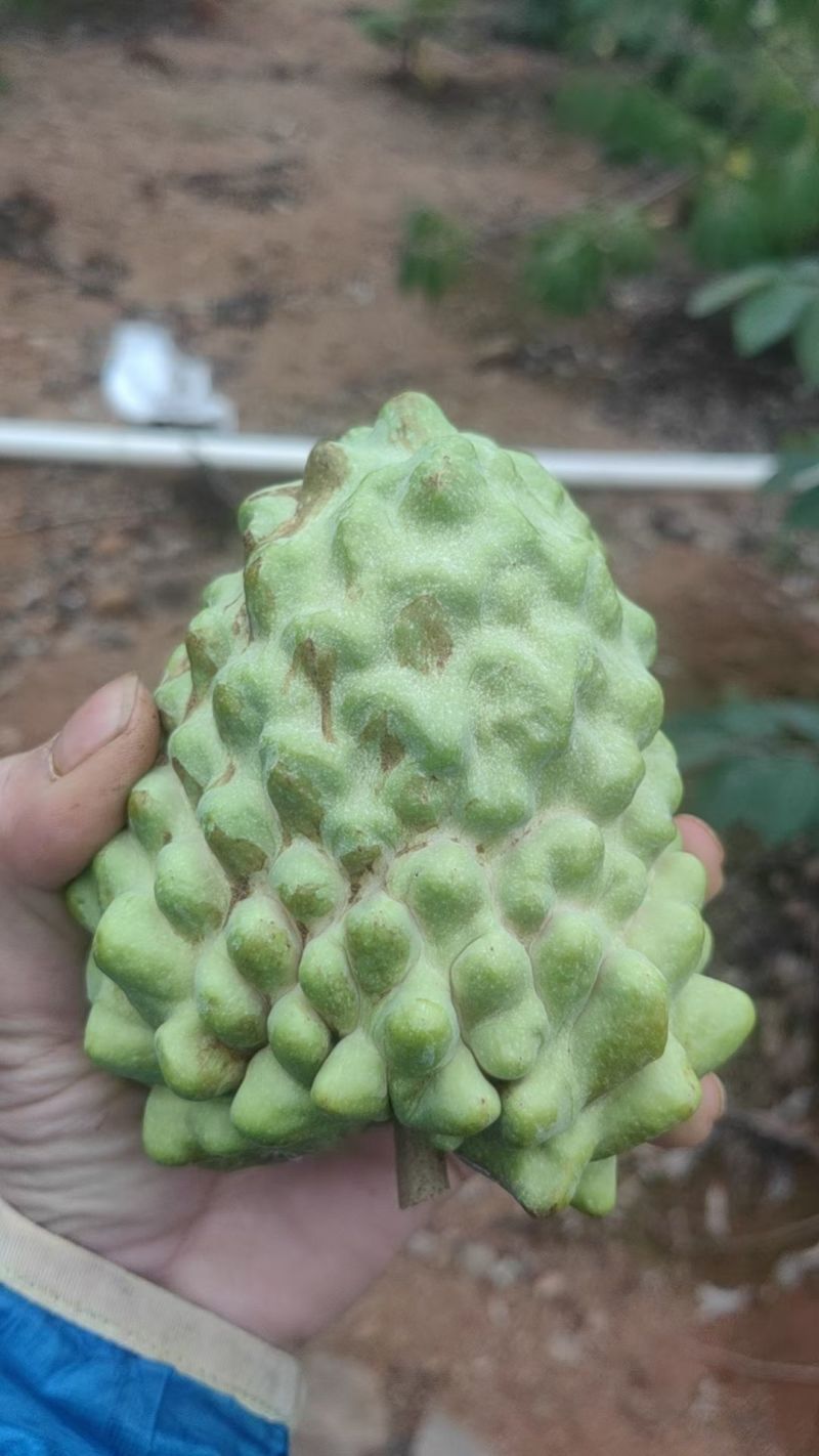 释咖果