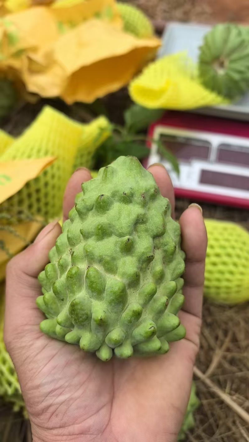 释咖果