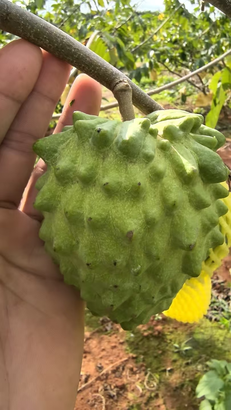 释咖果