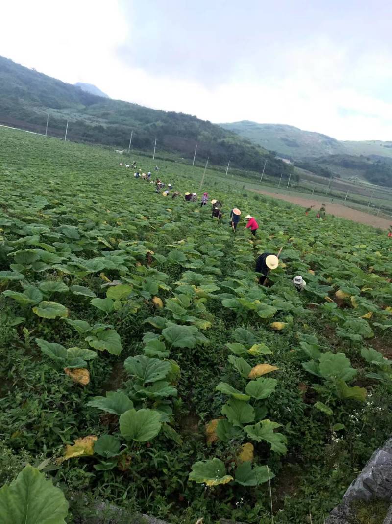 利川大黄种苗