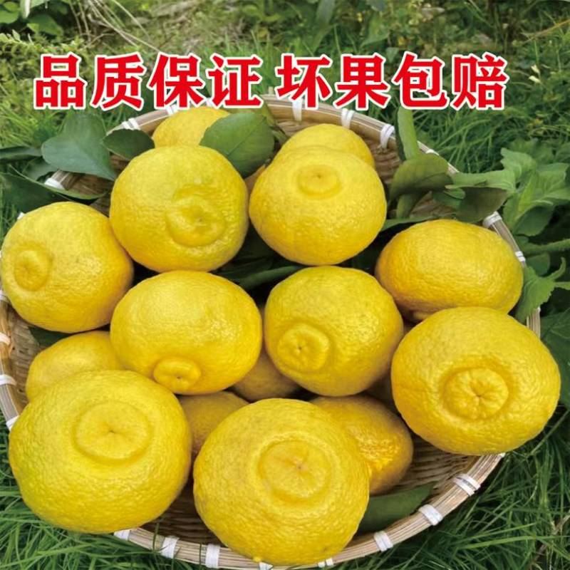 黄金贡柚精品果60-80小果中果大果