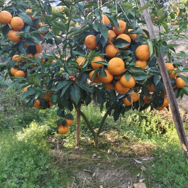 哀牢山沃柑