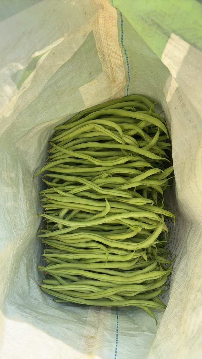 四季豆无筋豆精品泡沫箱手提袋