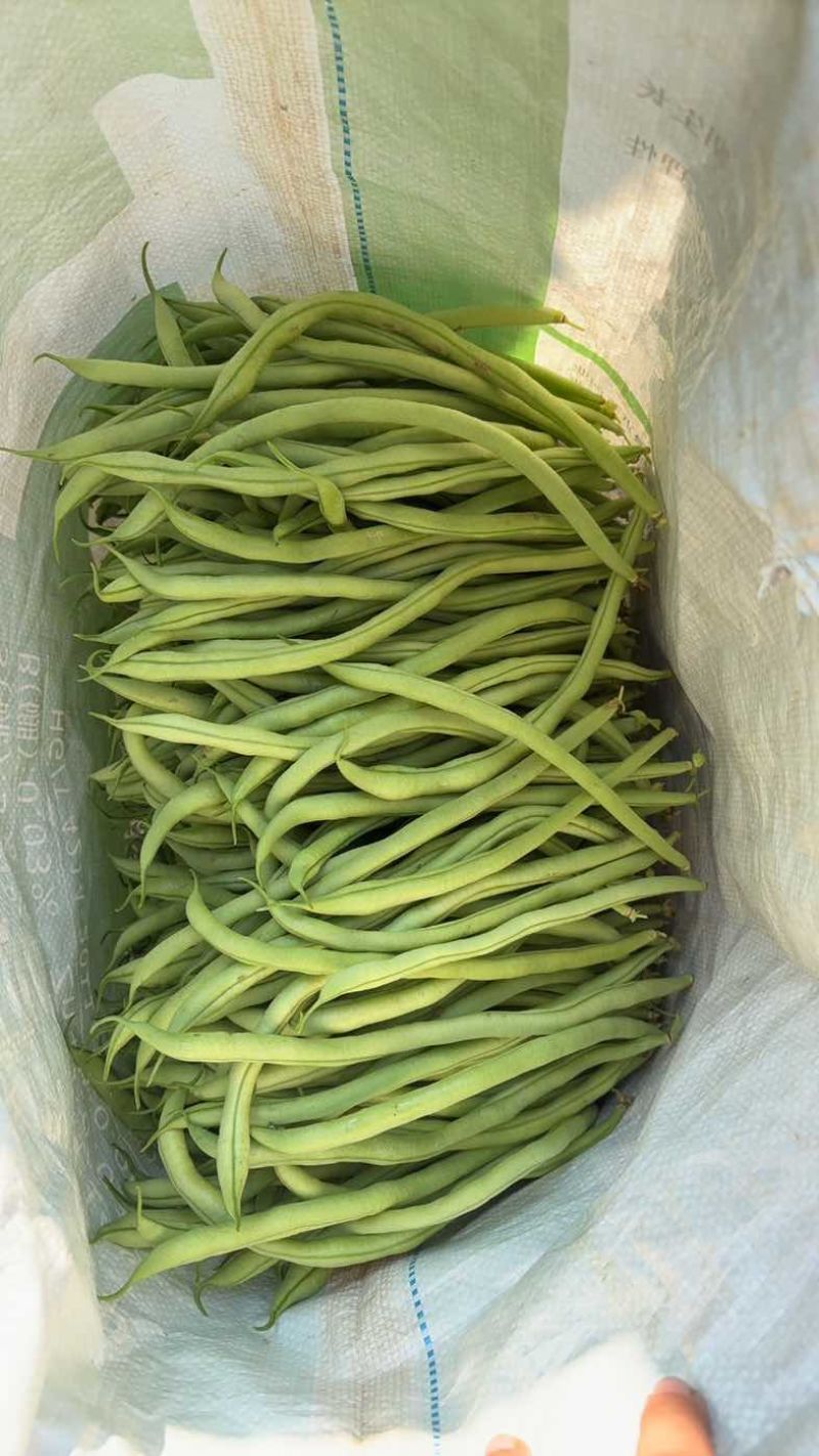 四季豆无筋豆精品泡沫箱手提袋