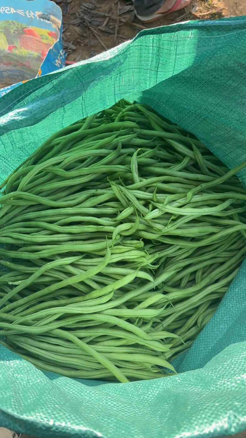 四季豆无筋豆精品泡沫箱手提袋